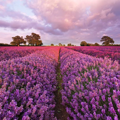 1-615-Lavendel Фотообои Komar National Geographic x