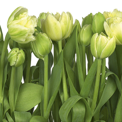 8-900-Tulips Фотообои Komar Imagine Edition 2 2.54х3.68 м